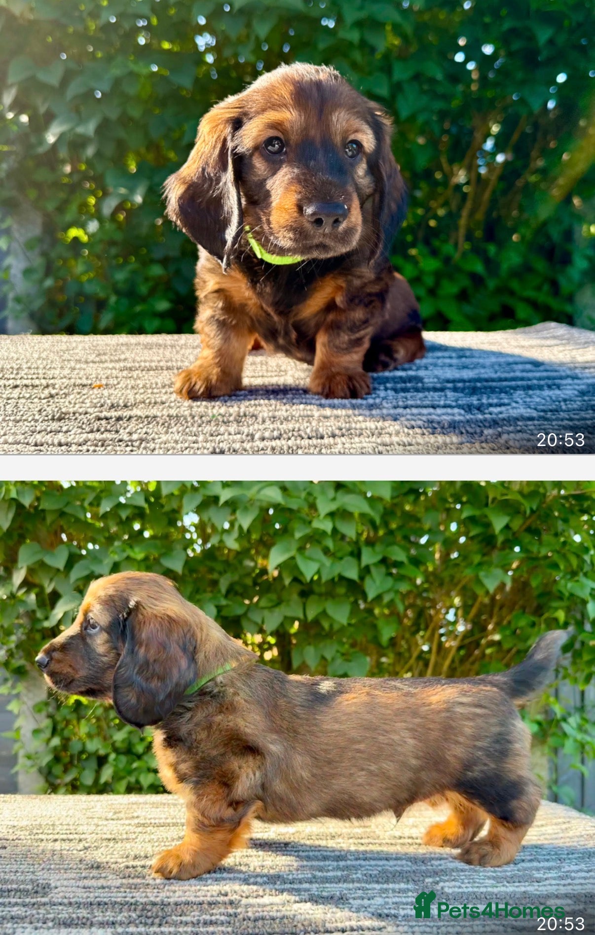 Dachshund dogs Standard Longhair Dachshunds  - Advert 2