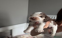 Cocker Spaniel dogs for sale: Chocolate Roan & Tan Cocker Spaniel Girl - Image 15