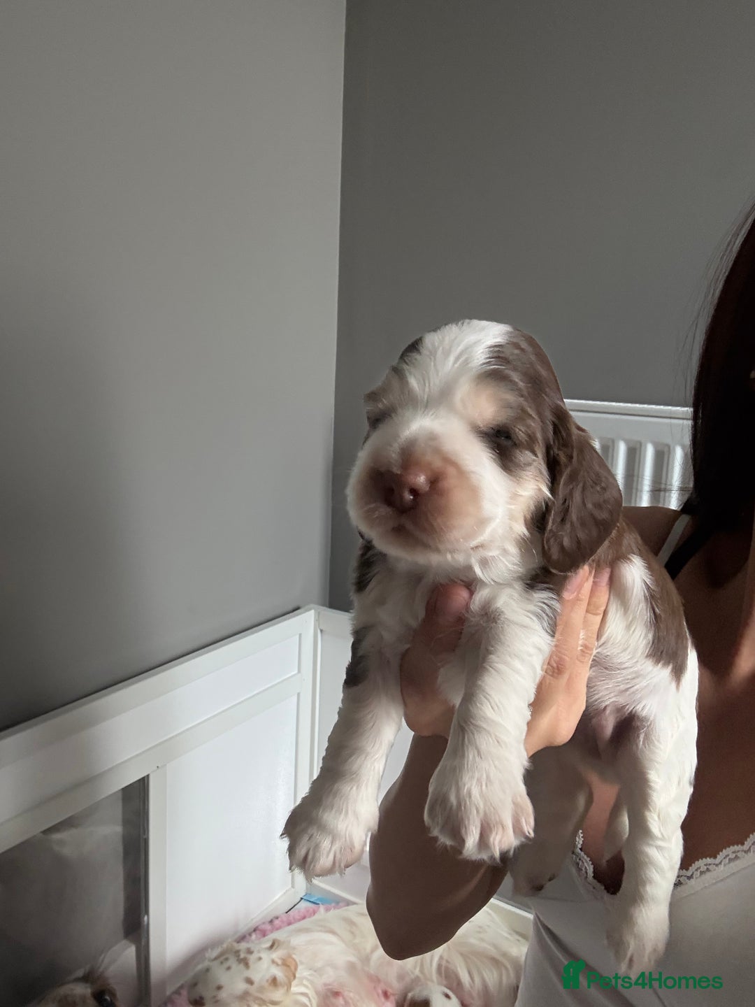 Cocker Spaniel dogs for sale: Chocolate Roan & Tan Cocker Spaniel Girl - Image 15