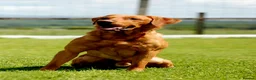 Labrador Retriever dogs for stud: Fully Health Tested Red Fox Lab Stud - Advert 5