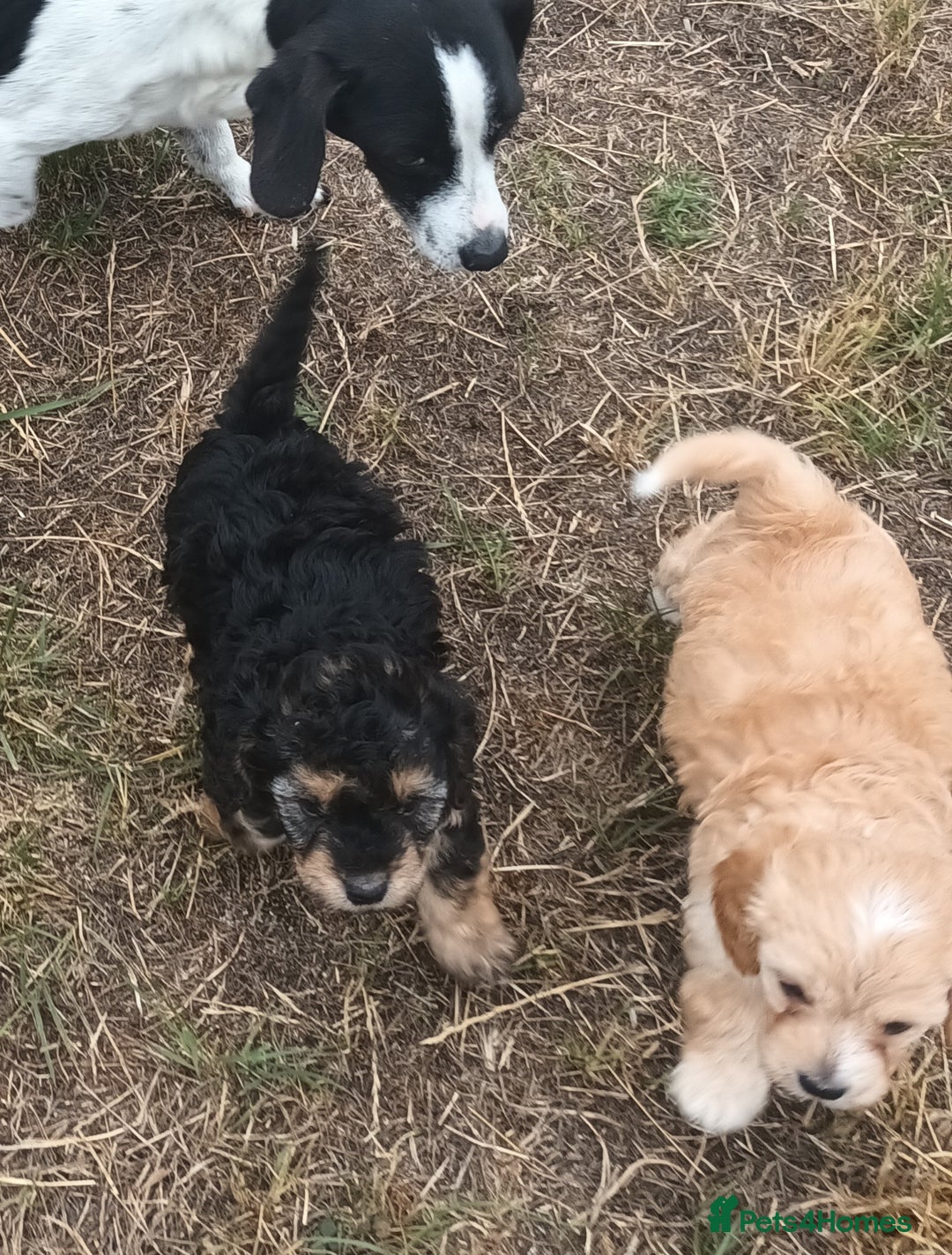 Jackapoo dogs for sale: Adorable Fluffy Jack-A-Poo Puppies for Sale - Image 8