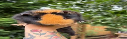 Guinea Pig rodents for sale: 4 Female Guinea Pigs - Advert 9