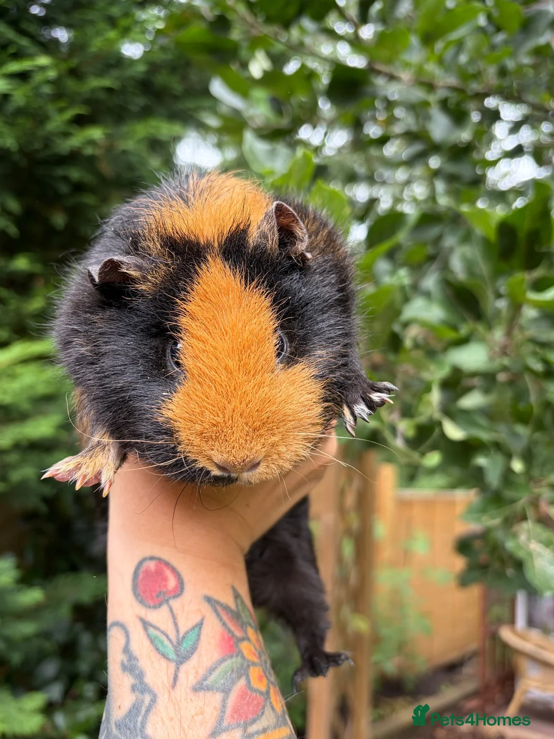 Guinea Pig rodents for sale: 4 Female Guinea Pigs - Advert 9