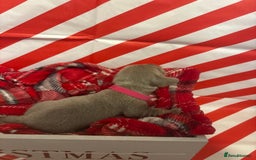 Chiweenie dogs for sale: Cheweenie - Image 21