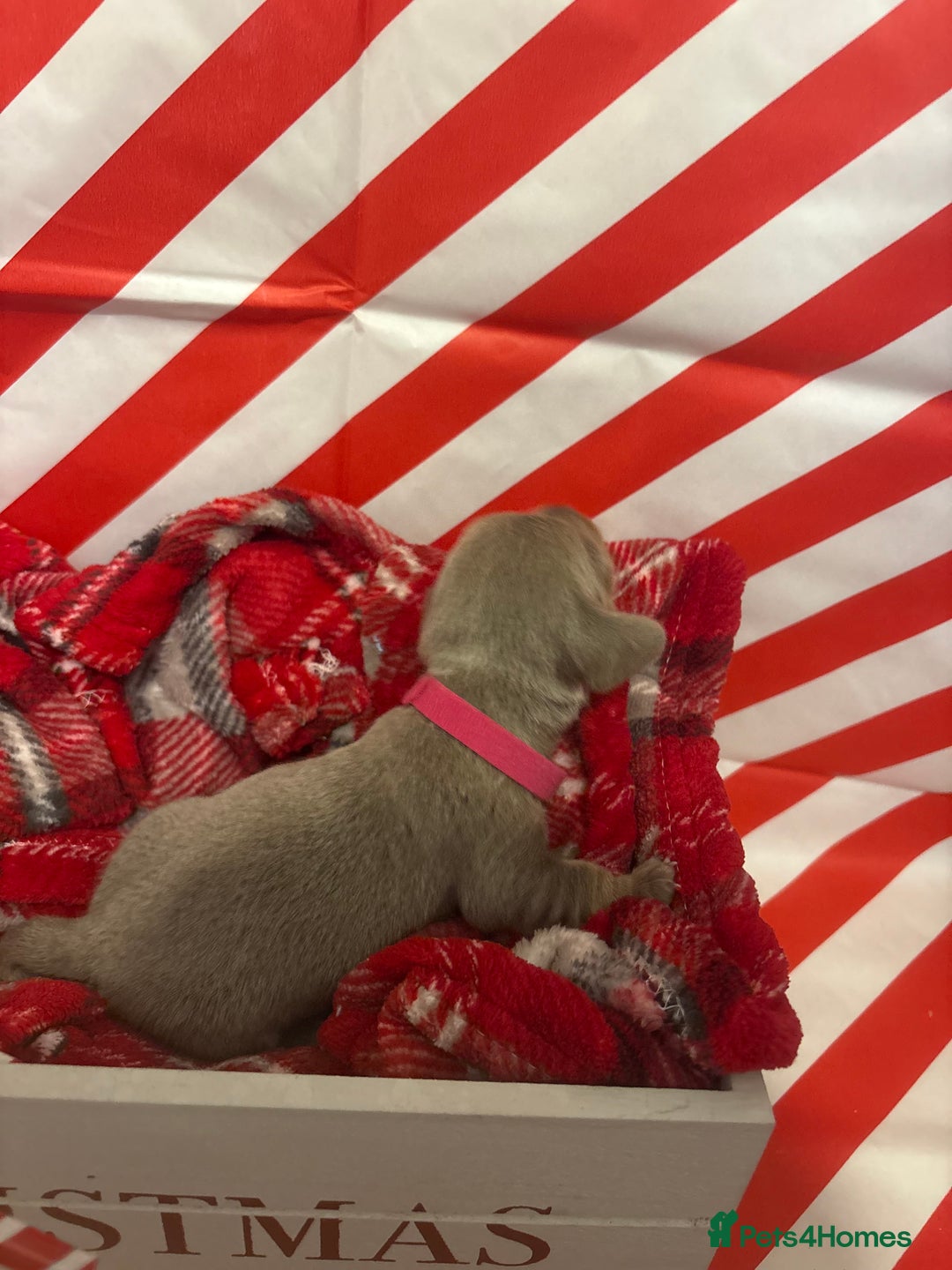 Chiweenie dogs for sale: Cheweenie - Image 21