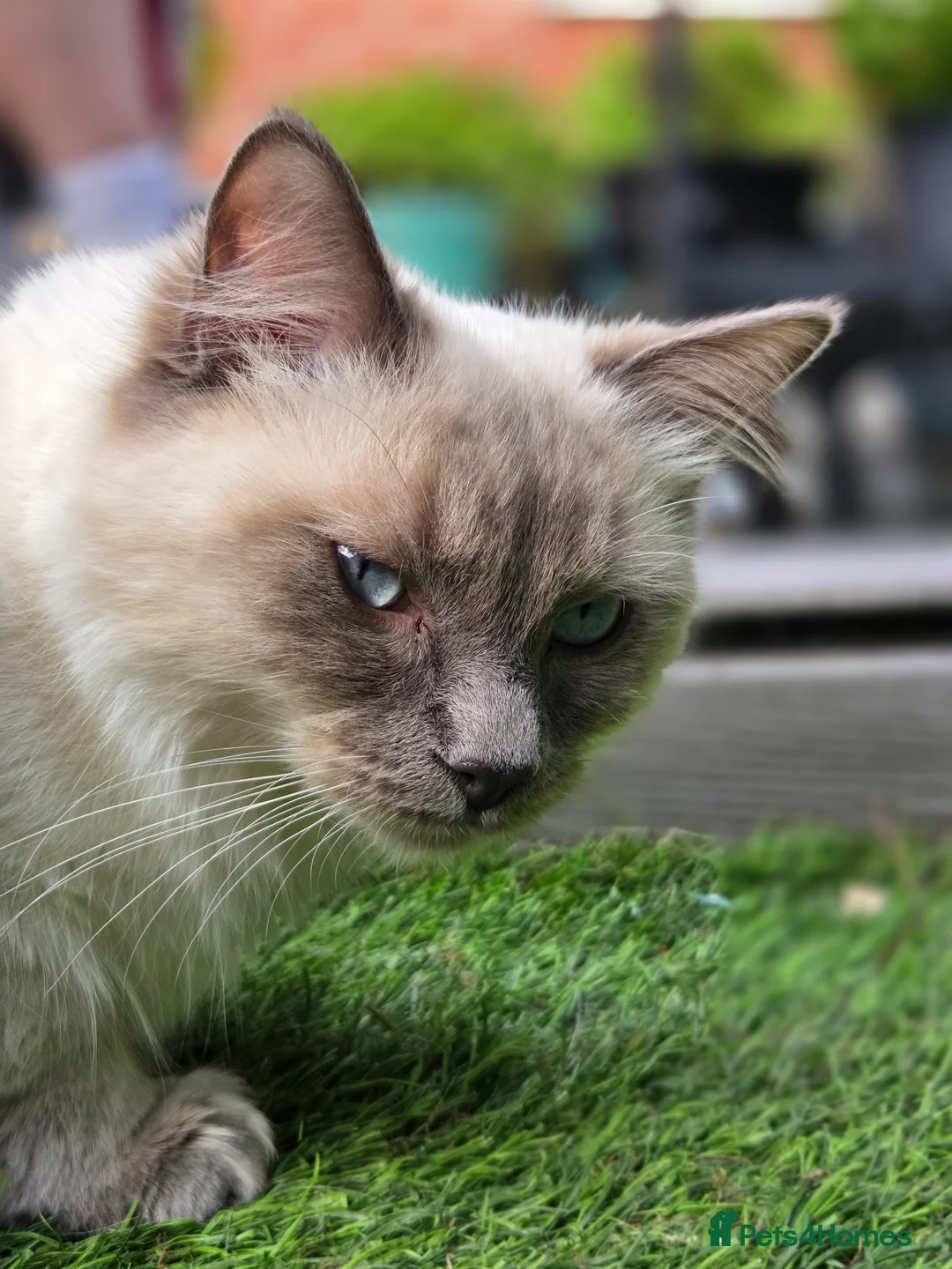Ragdoll cats for sale: pure ragdoll blue point in Warwick - Advert 3