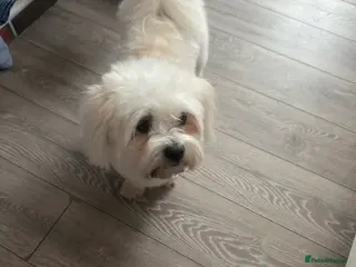 Maltese dogs Maltese rex - Advert 1