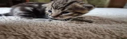 Bengal cats for sale: Beautiful bengal mixed kittens in Doncaster - Advert 4