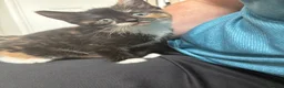 Mixed Breed cats for sale: Beautiful Kittens For Sale - Advert 7