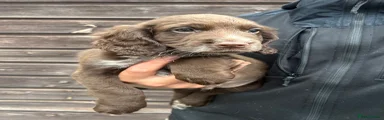Sprocker 1