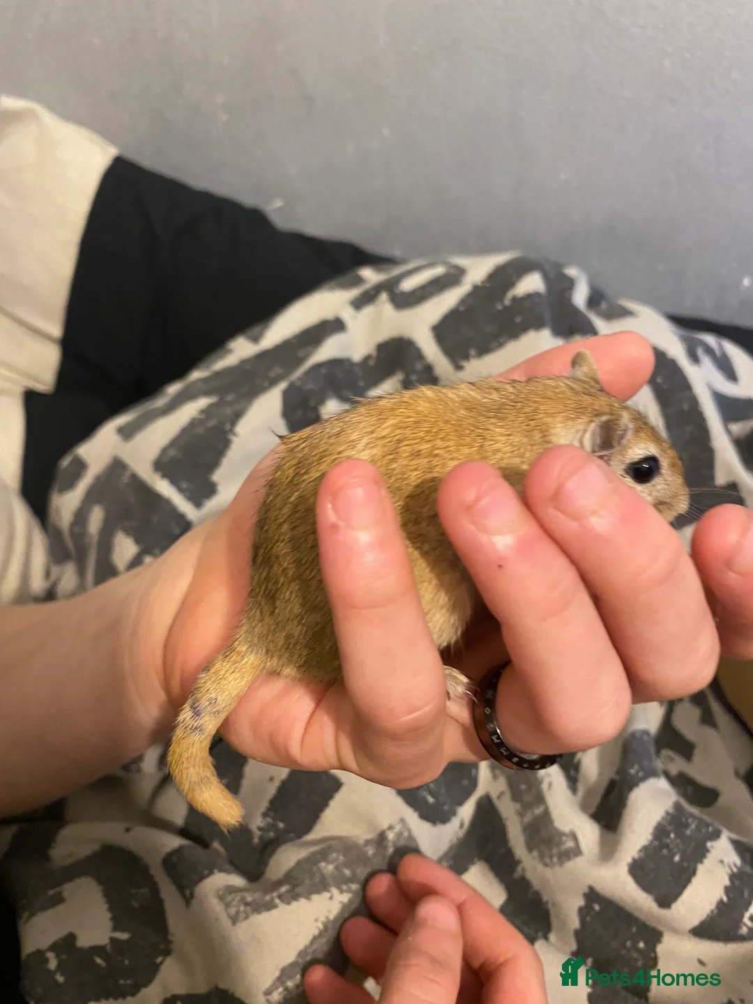 Gerbil rodents for sale: 1 lone male gerbil  - Advert 1