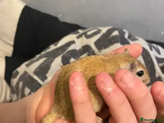 Gerbil rodents 1 lone male gerbil - Advert 8