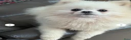 Pomeranian dogs for sale: Lion 🦁 Pomeranian Puppy  - Advert 3