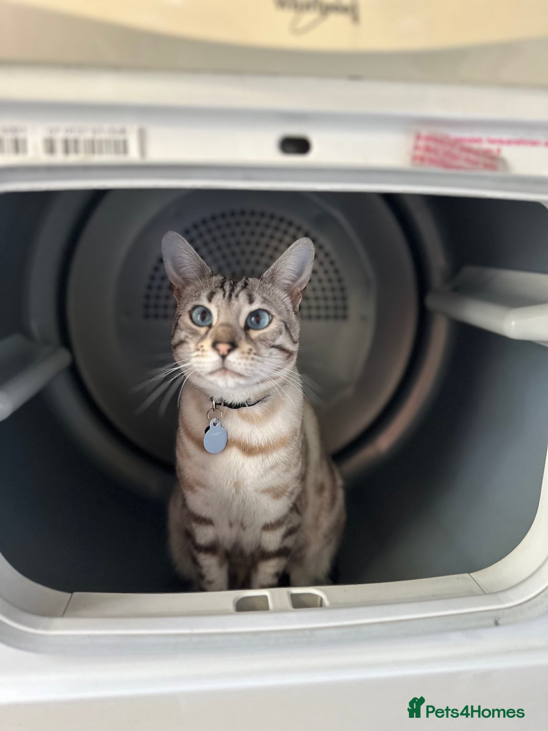 Bengal cats for sale: Bengal cat for loving home - Advert 3