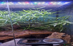 Gecko reptiles for sale: Mourning gecko's and set up - Image 8