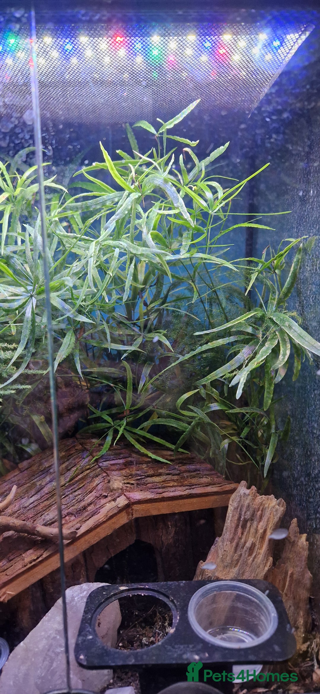 Gecko reptiles for sale: Mourning gecko's and set up - Image 8