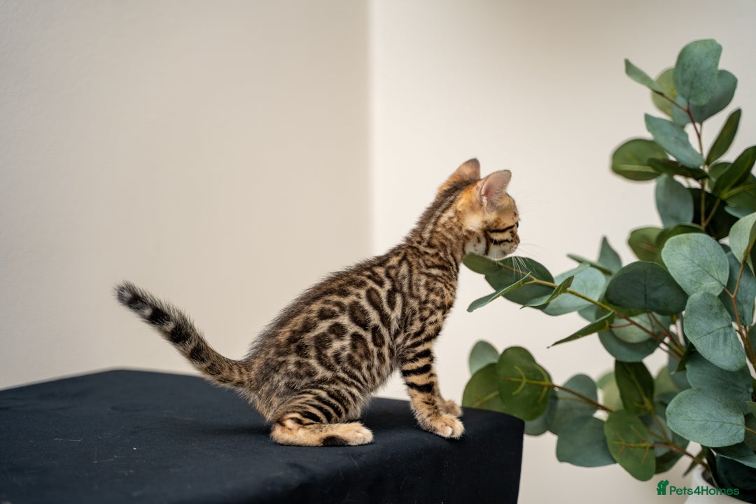 Bengal cats for sale: TICA-Certified Bengal Kittens, Show Quality - Image 38