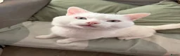 Bengal cats for sale: Mixed bengal x rare all white blue eyed .   in Bushey - Advert 29