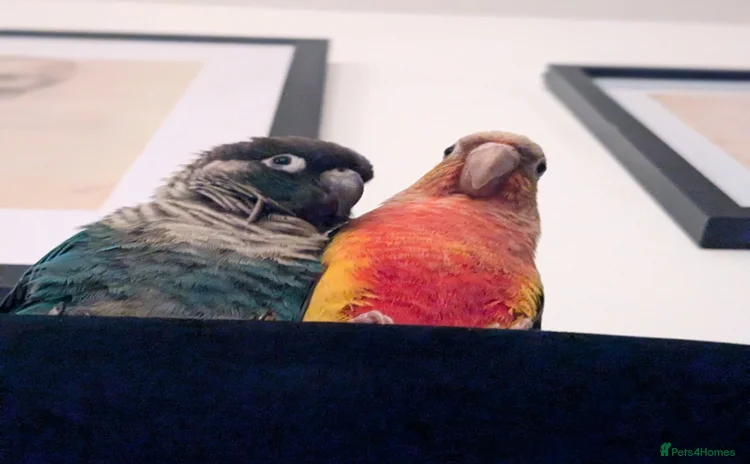Conures birds - Advert 13