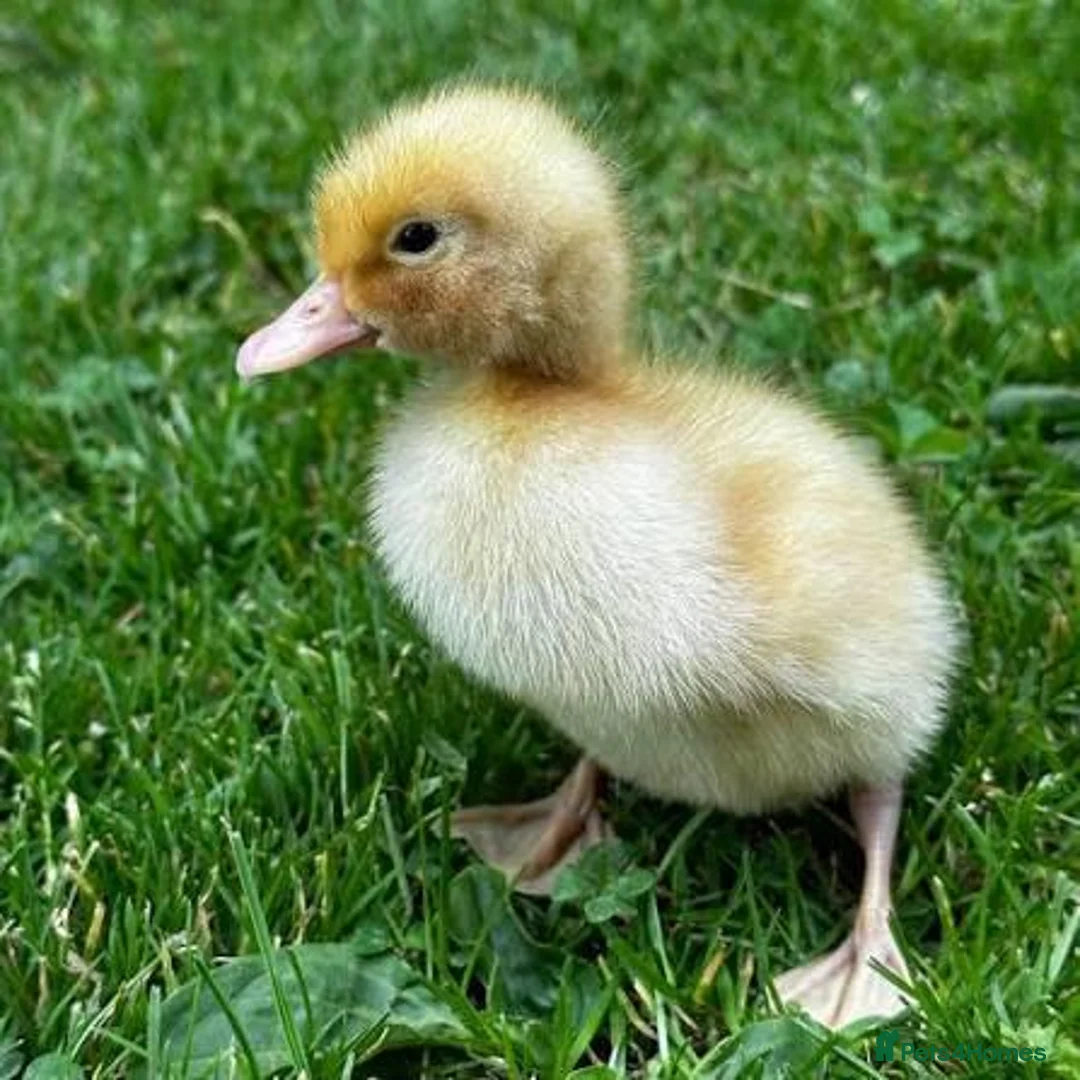 Ducks poultry for sale: Cherry Valley ducklings hatching soon - Advert 1