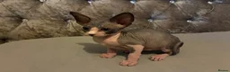 Sphynx cats for sale: Sphynx 2 girls 2 boys Blue  - Advert 12
