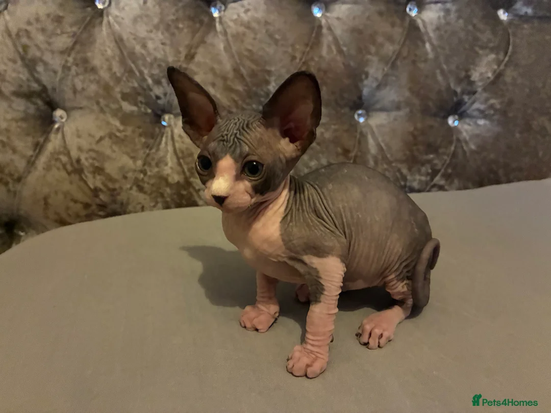 Sphynx cats for sale: Sphynx 2 girls 2 boys Blue  - Advert 12