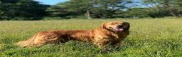 Golden Retriever dogs for sale: Waiting list open  - Advert 32