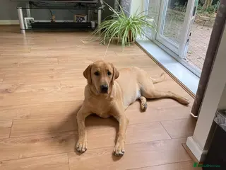 Labrador Retriever dogs Beautiful Rio…waiting for a new home - Advert 2