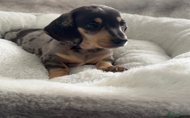 Miniature Dachshund dogs - Advert 1