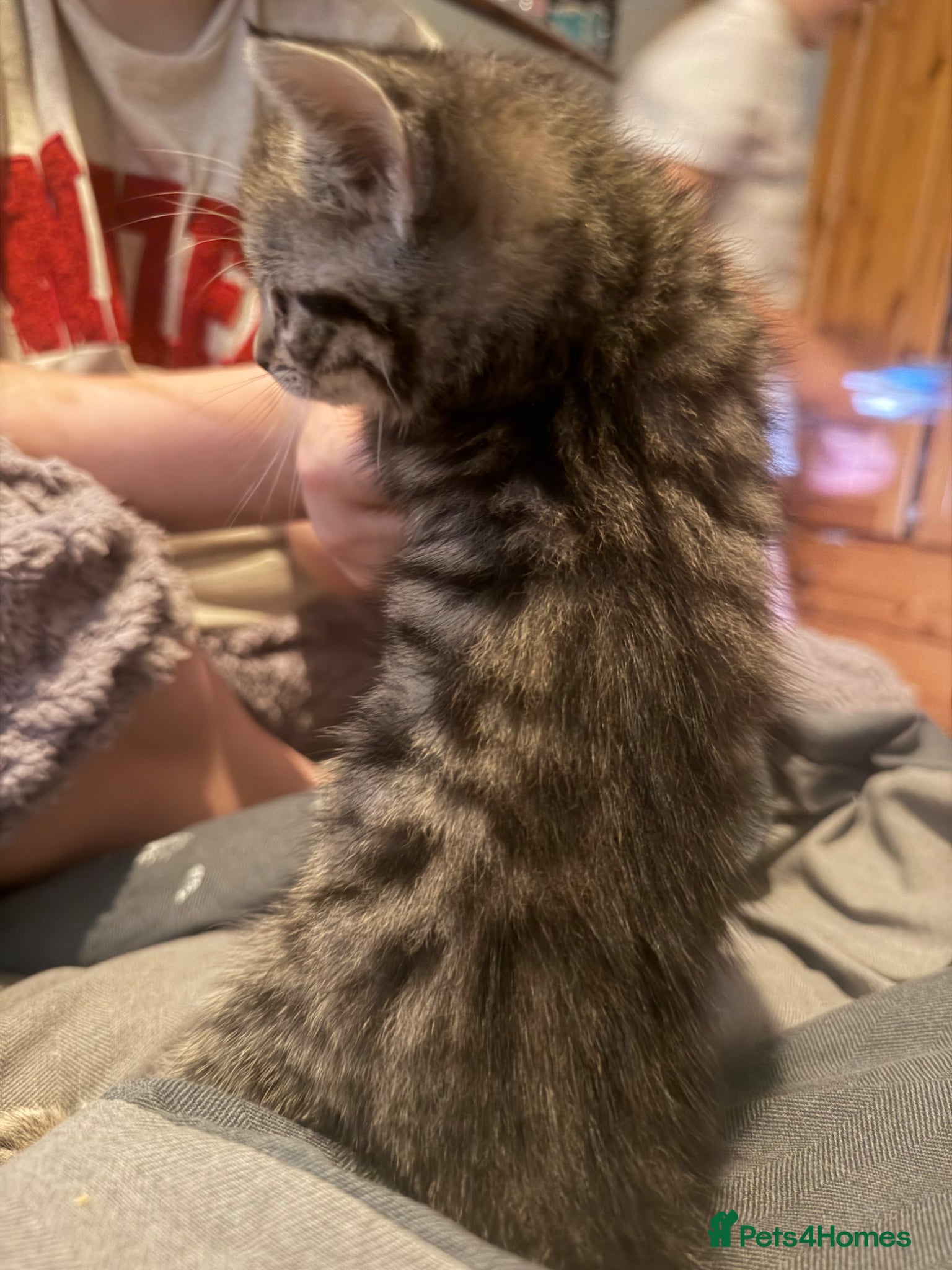 Mixed Breed cats for sale: Two tabby female kittens - Advert 14