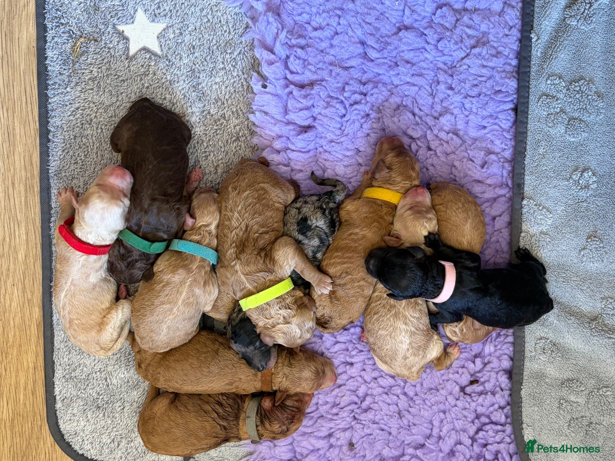 Labradoodle dogs Multigen labradoodle puppies - Advert 1