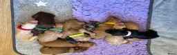 Labradoodle dogs for sale: Multigen labradoodle puppies - Advert 1