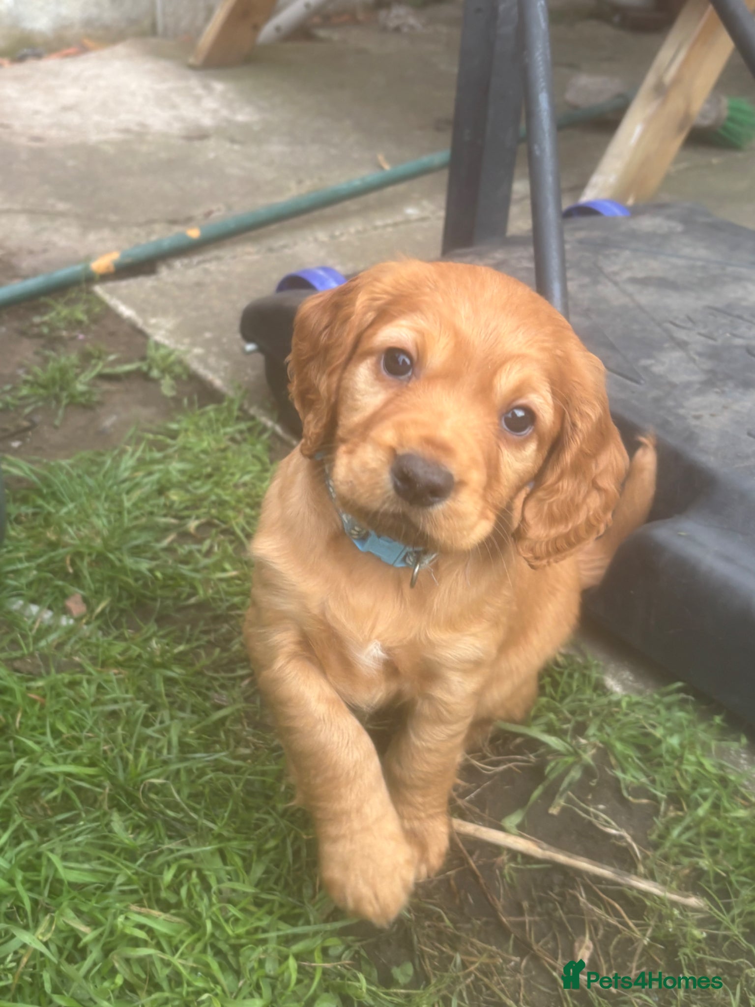 Cocker Spaniel dogs Beautiful KC Reg. Working Cocker Spaniels  - Advert 17