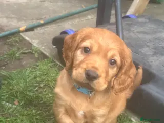 Cocker Spaniel dogs Beautiful KC Reg. Working Cocker Spaniels - Advert 17