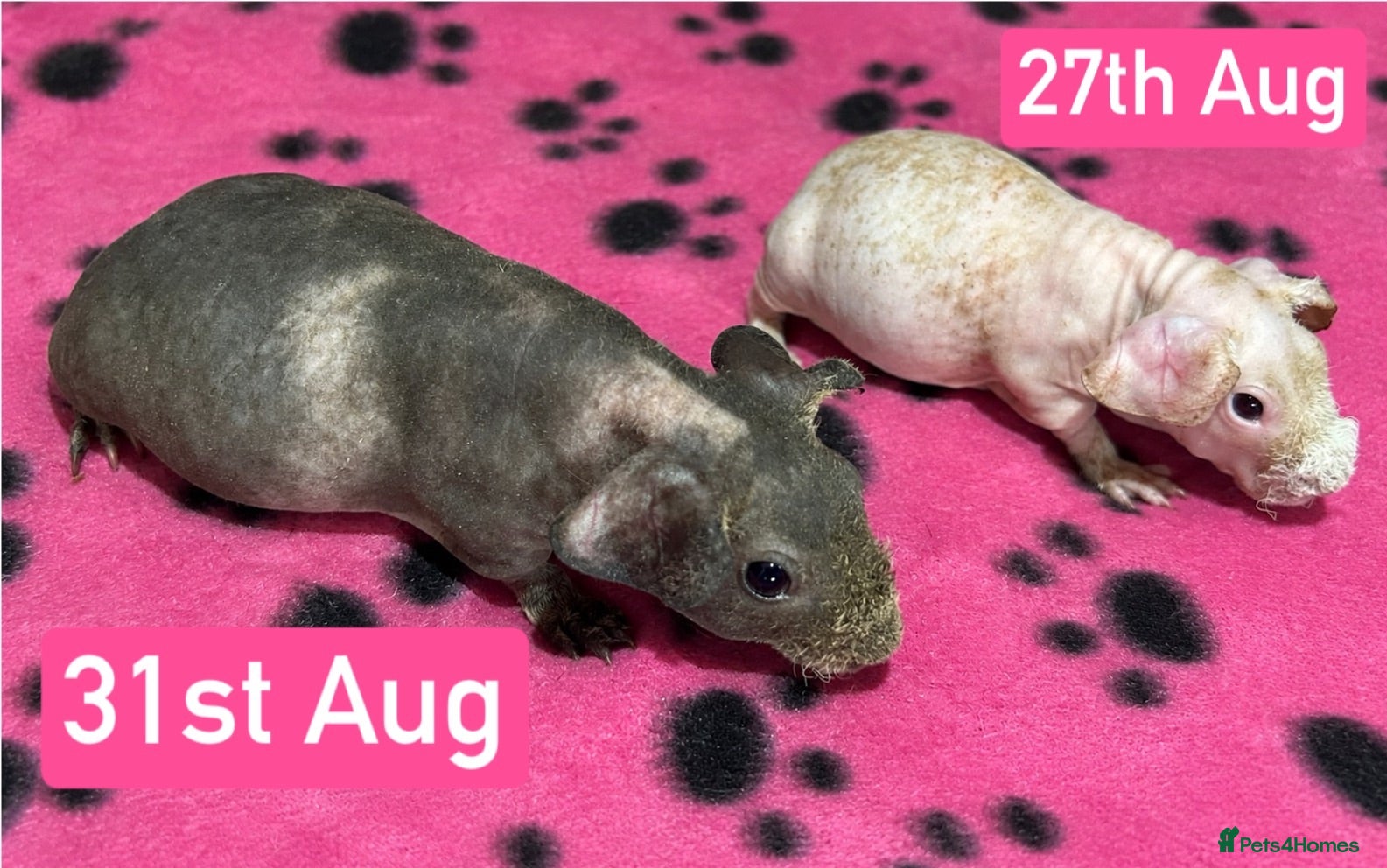 Guinea Pig rodents Skinny Pig Sows  - Advert 6