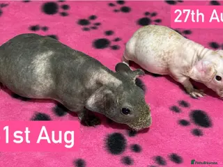 Guinea Pig rodents Skinny Pig Sows - Advert 6