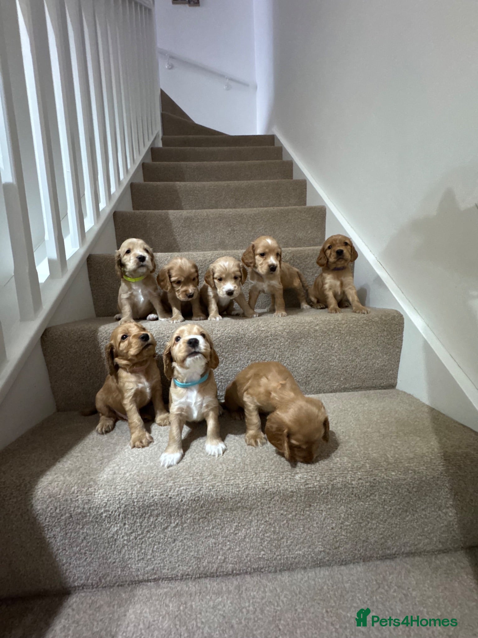 Cocker Spaniel dogs Gorgeous Show Type Cocker Spaniel Puppies - Advert 1