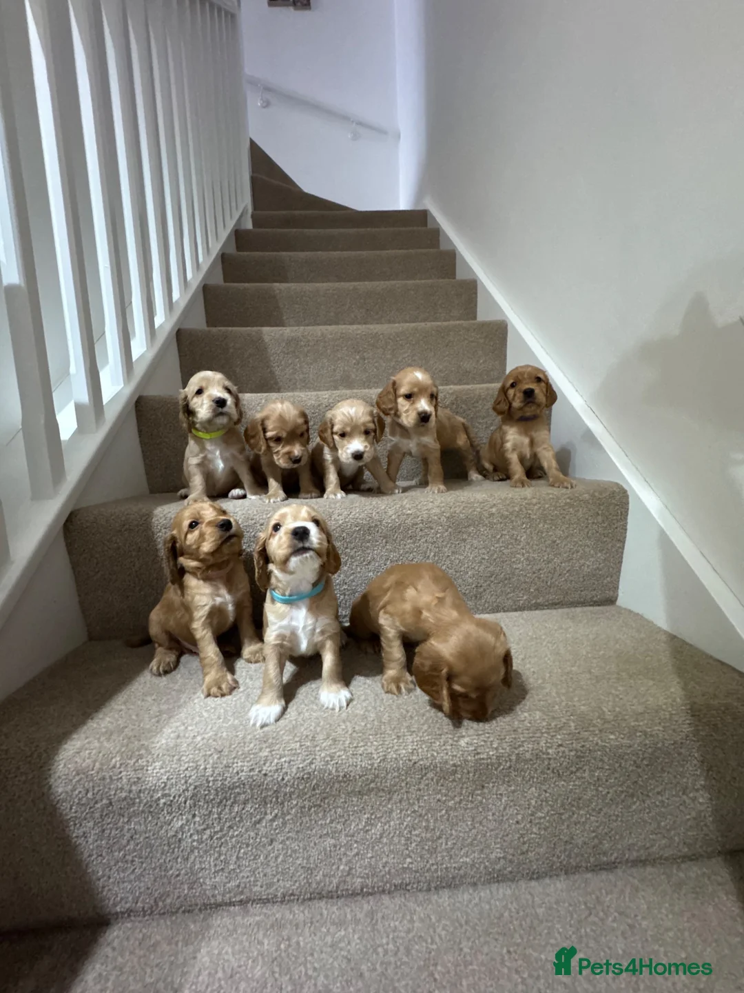 Cocker Spaniel dogs for sale: Gorgeous Show Type Cocker Spaniel Puppies - Advert 1