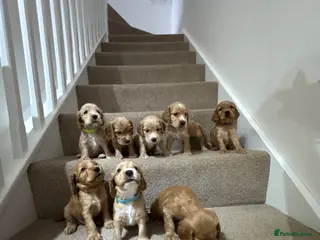 Cocker Spaniel dogs Gorgeous Show Type Cocker Spaniel Puppies - Advert 1