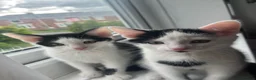 Domestic Shorthair cats for sale: Gorgeous kittens needing homes <3  - Advert 3