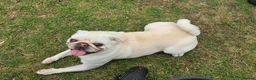 Pug dogs for sale: Maskless Cream Pug 3 yrs old  - Advert 7