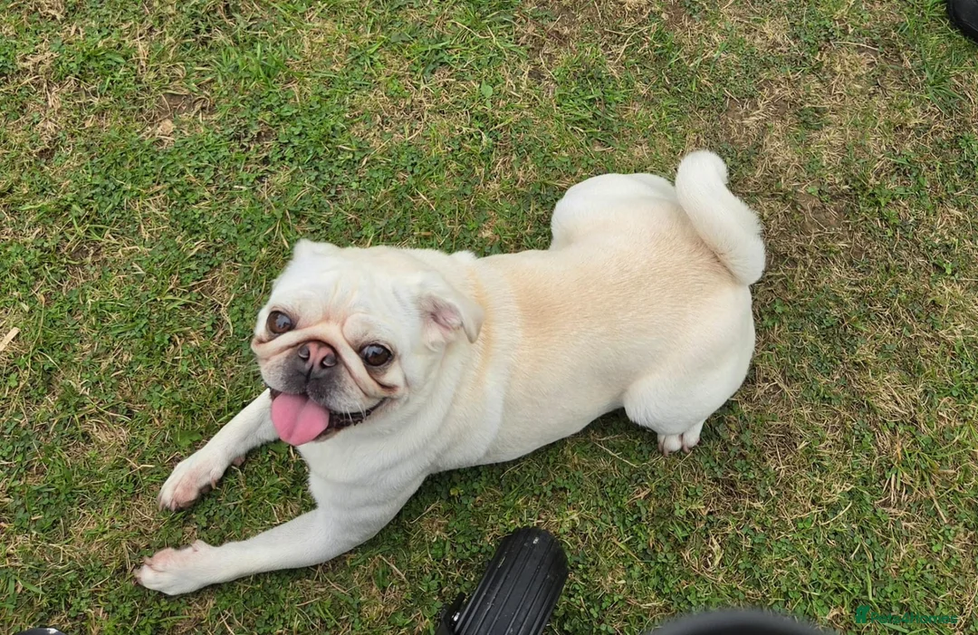 Pug dogs for sale: Maskless Cream Pug 3 yrs old  - Advert 7