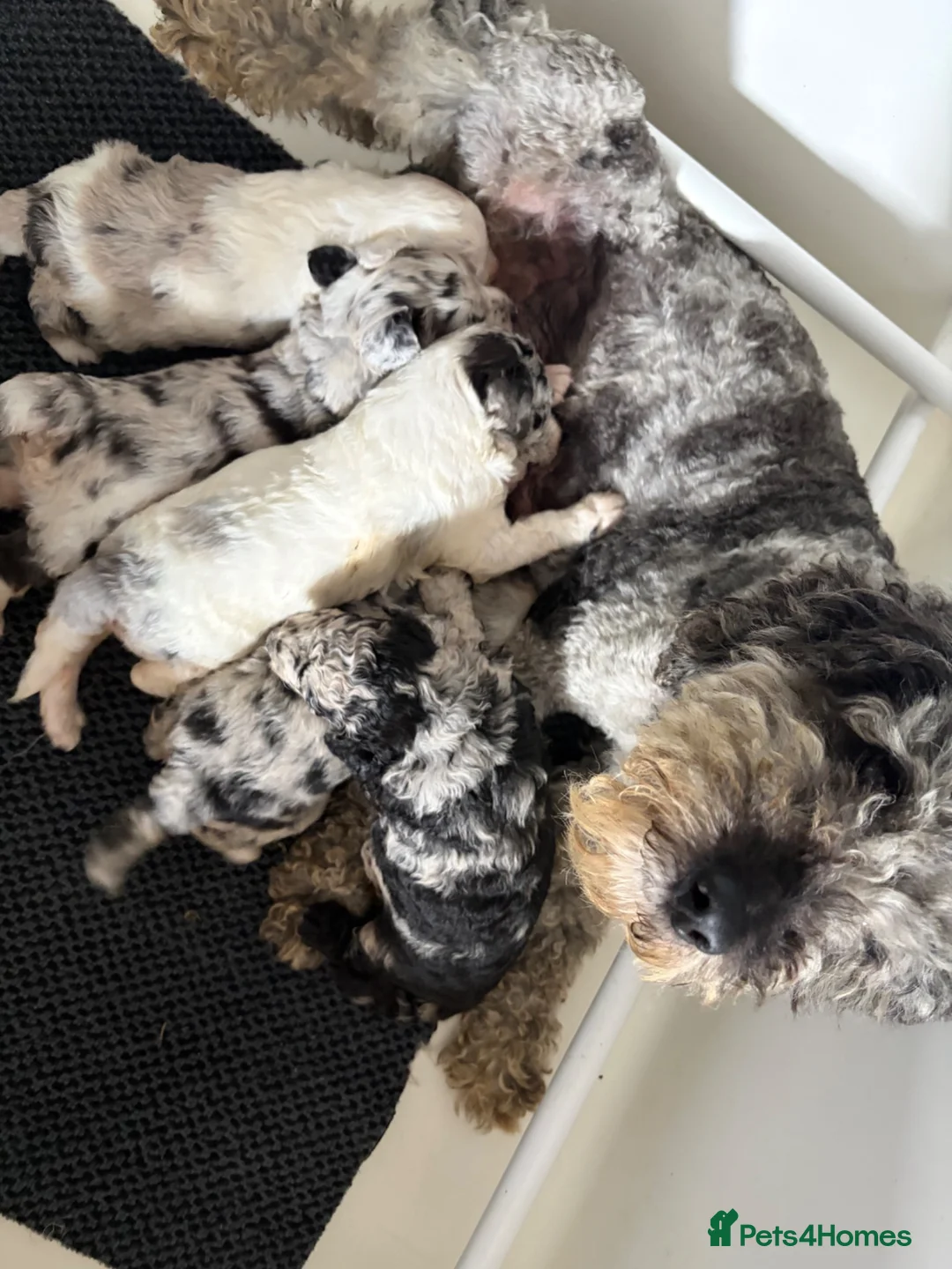 Sheepadoodle dogs for sale: Medium Sheepadoodle Blue and White  - Advert 2