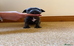 Staffordshire Bull Terrier dogs for sale: Gorgeous KC Reg/Health Tested Blue SBT Puppies - Image 11