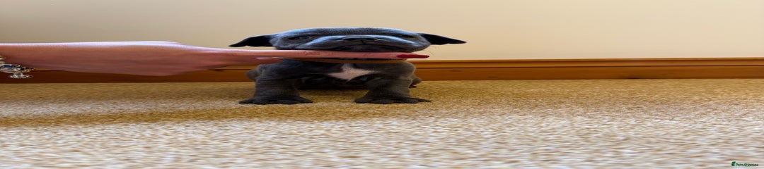 Staffordshire Bull Terrier Puppy 6