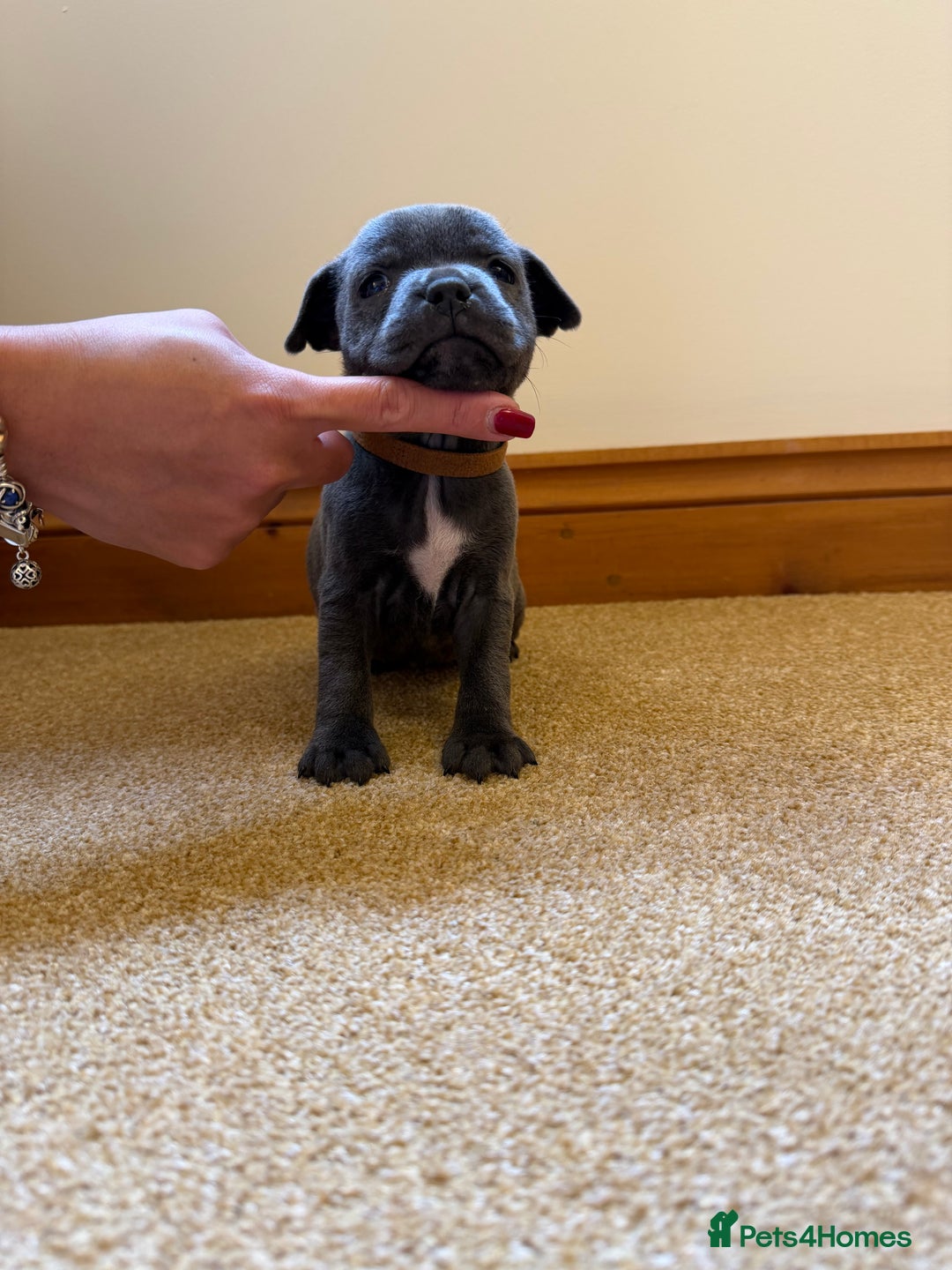 Staffordshire Bull Terrier dogs for sale: Gorgeous KC Reg/Health Tested Blue SBT Puppies - Image 11