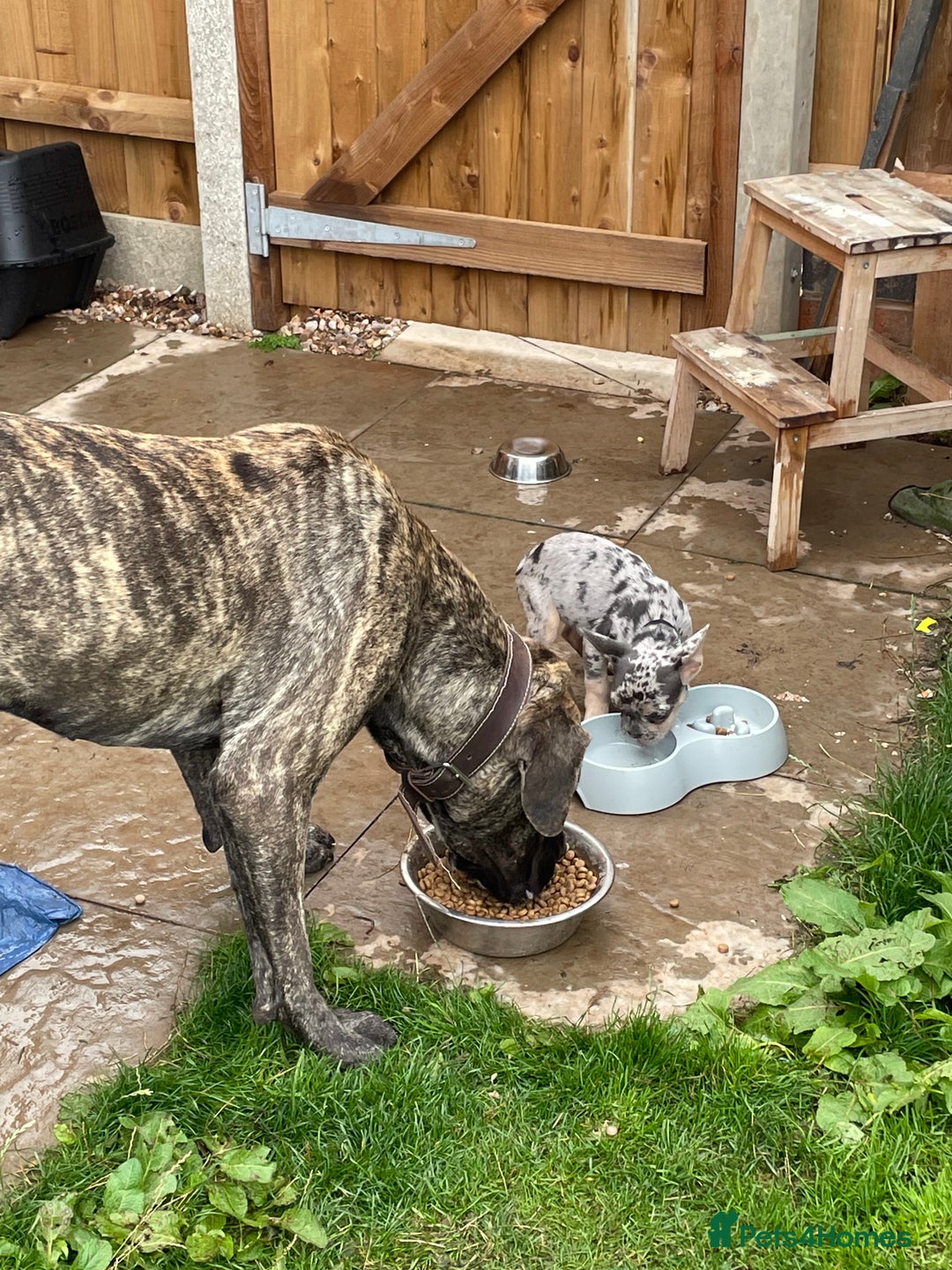 Presa Canario dogs for sale: Presa canario for sale - Advert 3