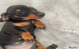Dachshund dogs for sale: KC Reg Mini Smooth Pups (just two left) Black&Tan - Image 6