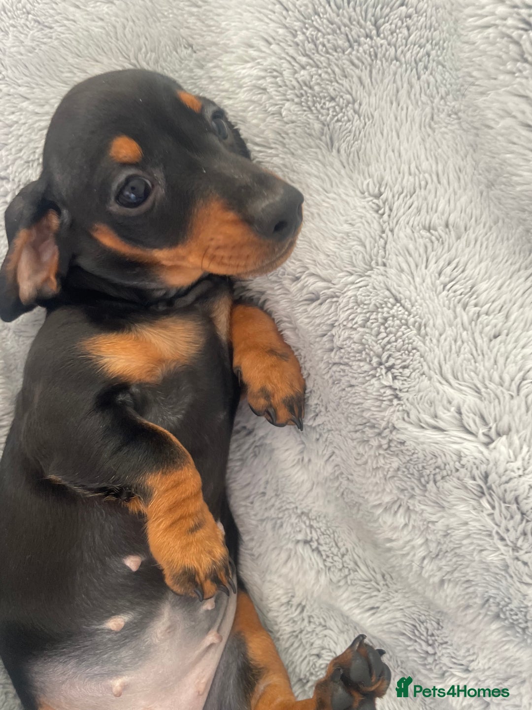 Dachshund dogs for sale: KC Reg Mini Smooth Pups (just two left) Black&Tan - Image 6