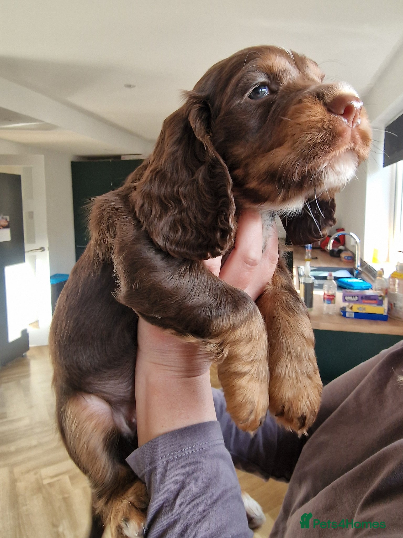 Cocker Spaniel dogs Last choc and tan working cocker spaniel girl - Advert 2